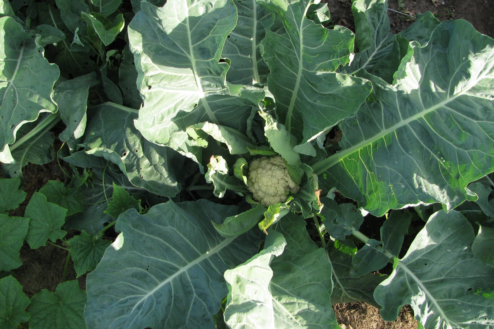 Cauliflower (Brassica oleracea, Botrytis Group) growing in the ground, its broad blue-green leaf rosette spread open around the developing green curd at the center.