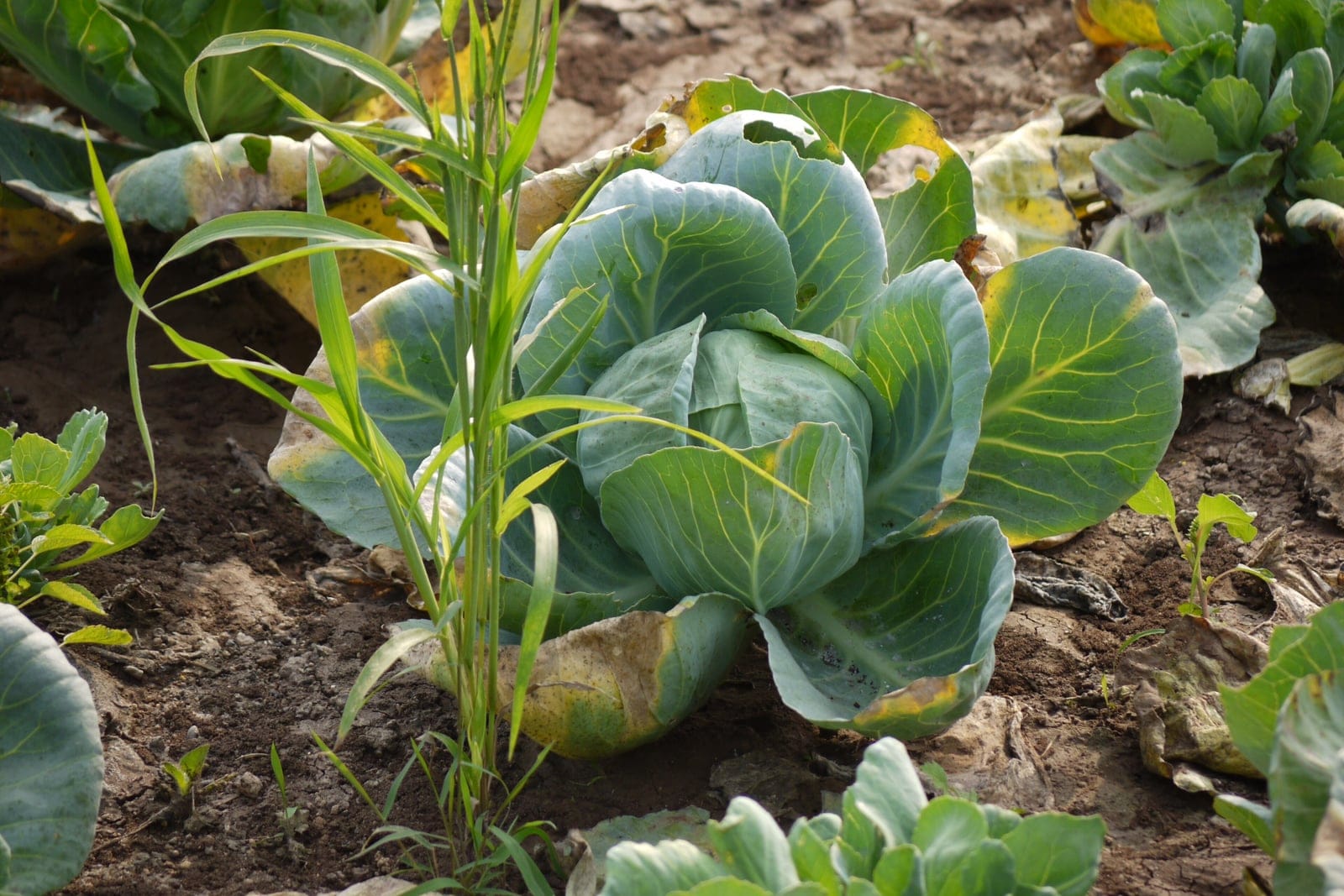 A single cabbage (Brassica oleracea Capitata Group) growing in the field, its blue-green outer leaves wrapping inward to form a head with prominent pale midribs.