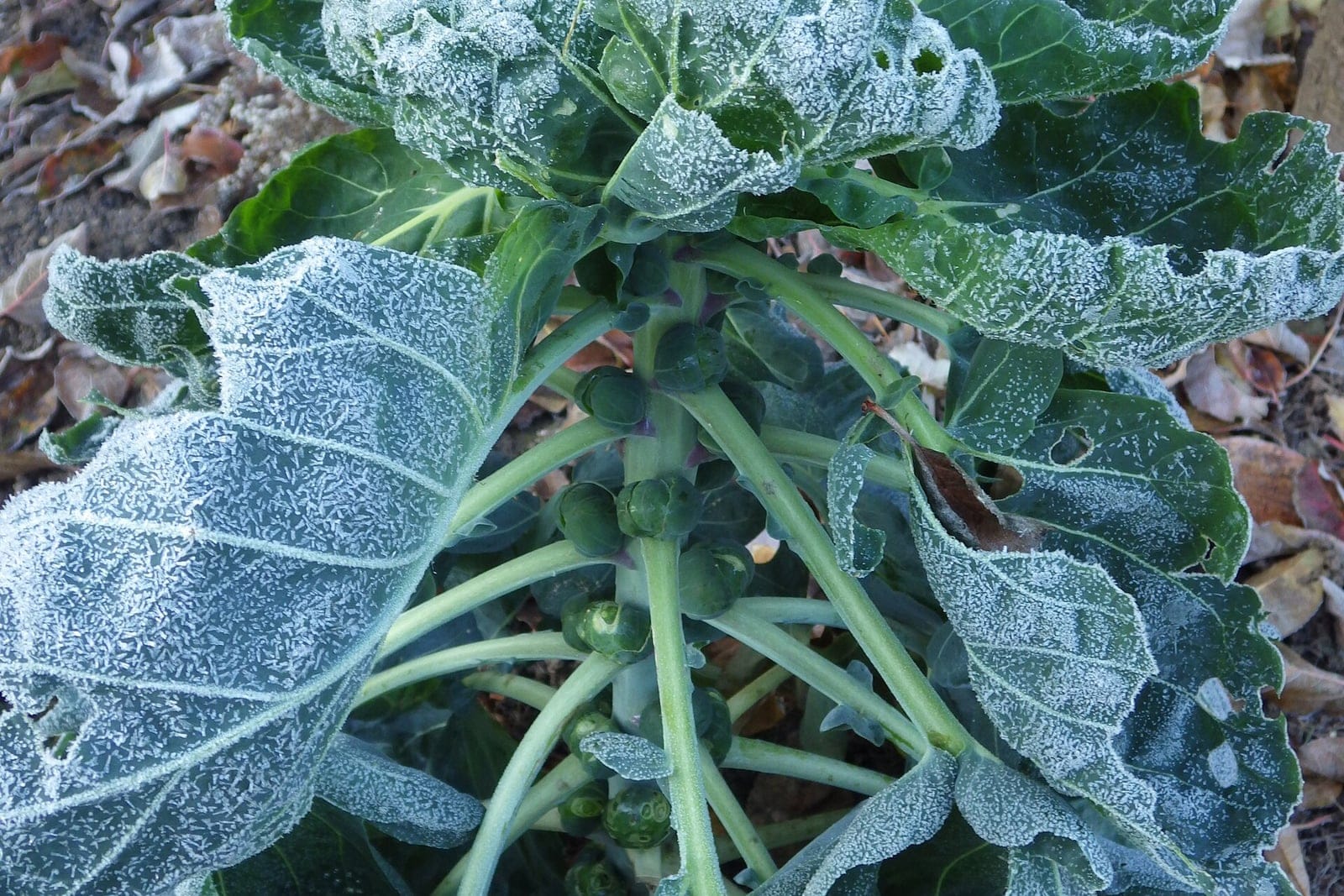 Brussels sprouts (Brassica oleracea, Gemmifera Group) as a whole plant growing in the ground under light frost, the sprouts spiraling up the thick central stalk beneath a topknot of foliage.