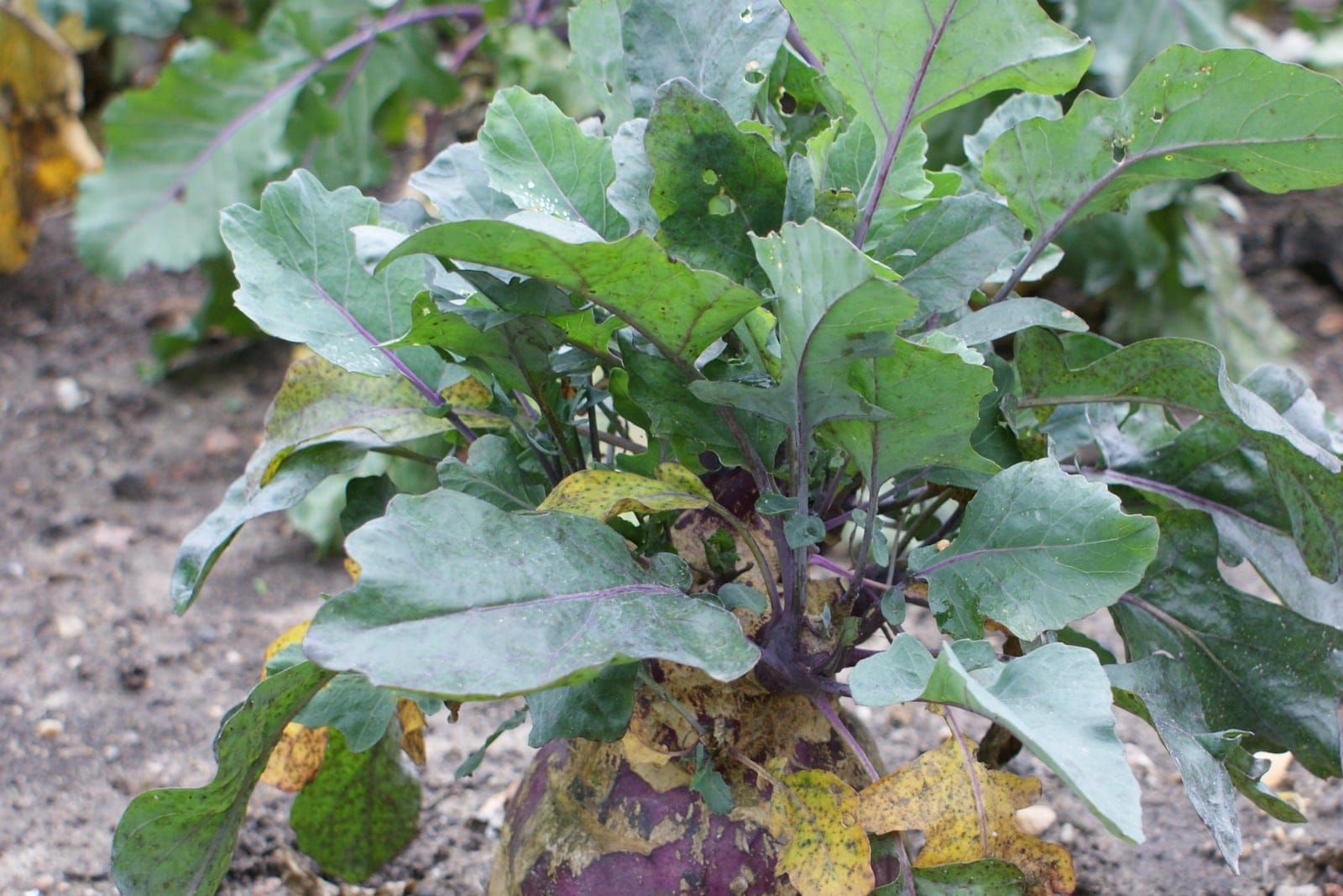Kohlrabi (Brassica oleracea, Gongylodes Group) growing in the ground, its leaf rosette rising from the diagnostic swollen, globe-shaped above-ground stem.