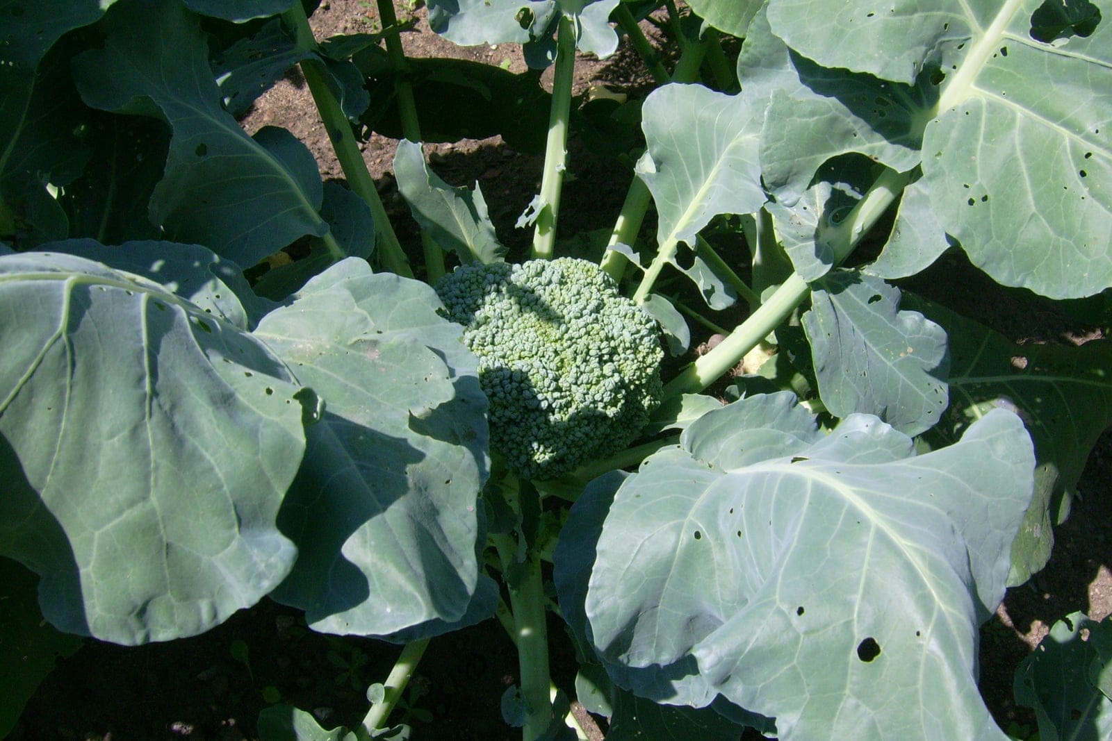 Broccoli (Brassica oleracea Italica Group) plant in the field showing a tight green terminal flower-bud head on a thick stem surrounded by waxy blue-green lobed leaves.