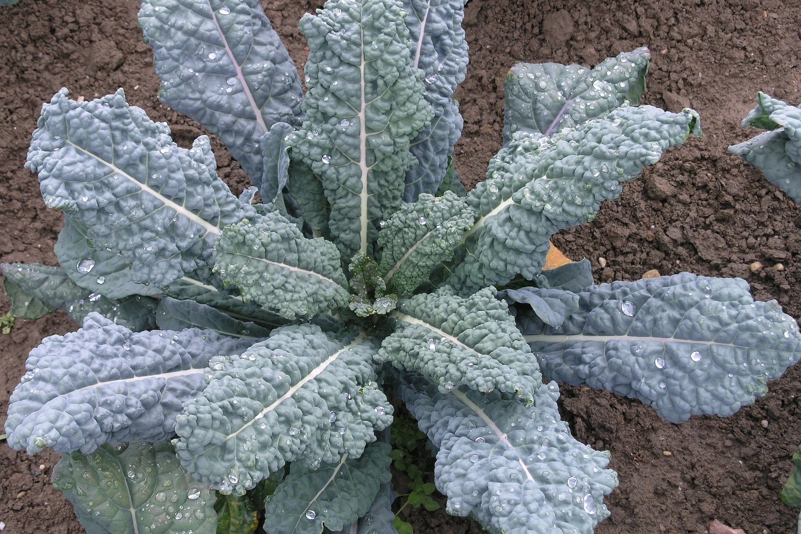 Lacinato kale (Brassica oleracea var. palmifolia) showing the characteristic upright rosette of long, narrow, savoyed blue-green strap leaves.