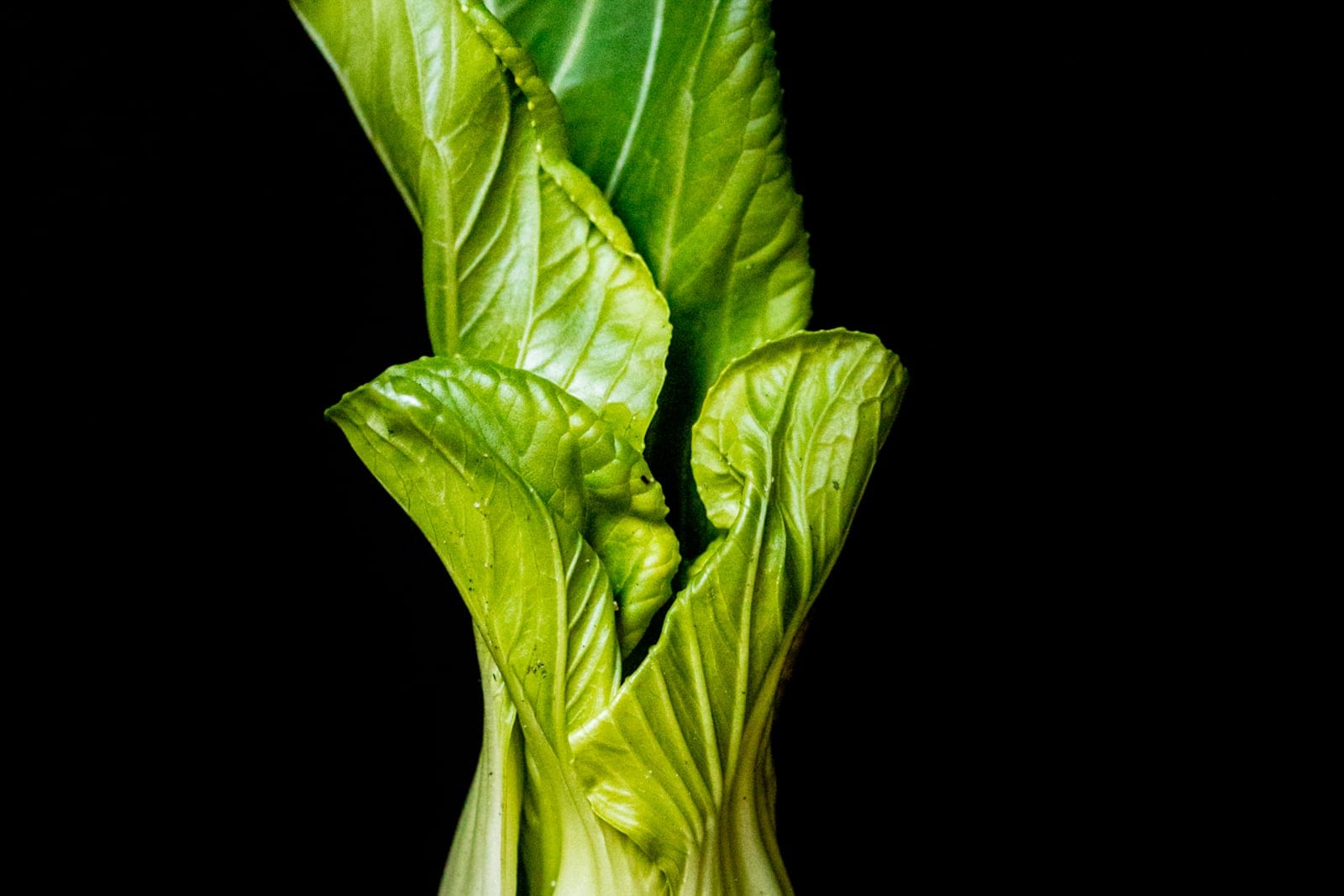 A single bok choy plant (Brassica rapa Chinensis Group) on a black background, showing broad white spoon-shaped stalks flaring up into dark-green leaves with prominent white midribs.