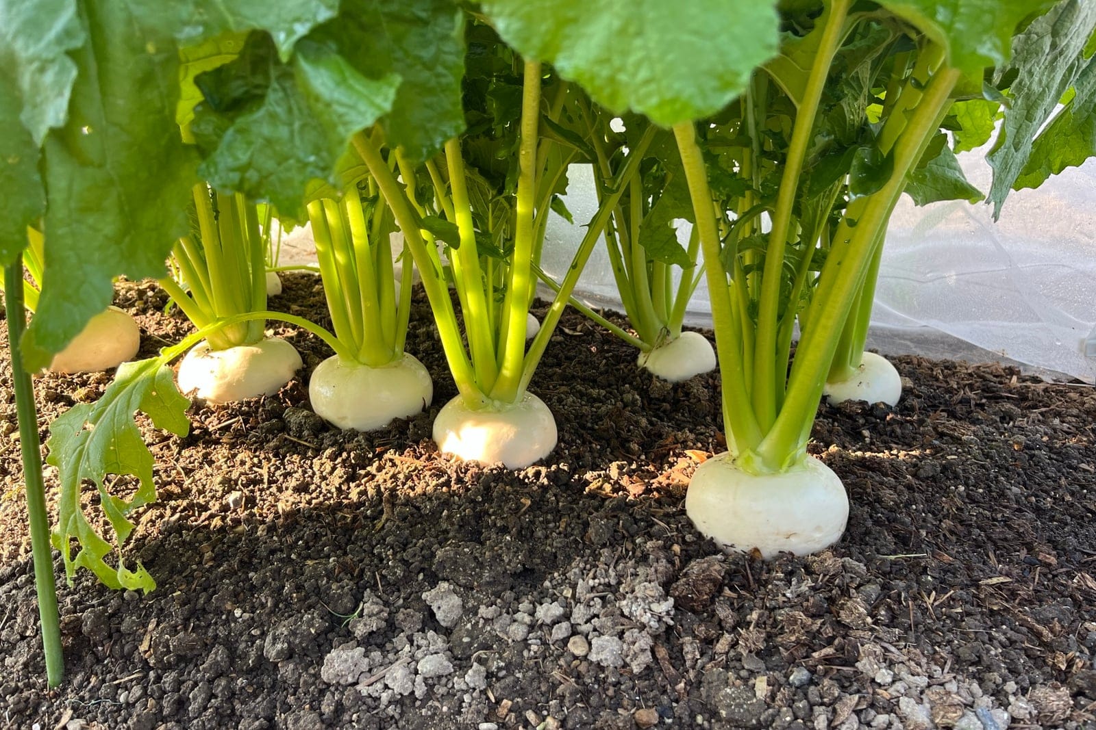 Turnip (Brassica rapa, Rapifera Group) plants growing in the ground, their swollen white globe roots half-exposed at the soil surface beneath erect leafy green tops.