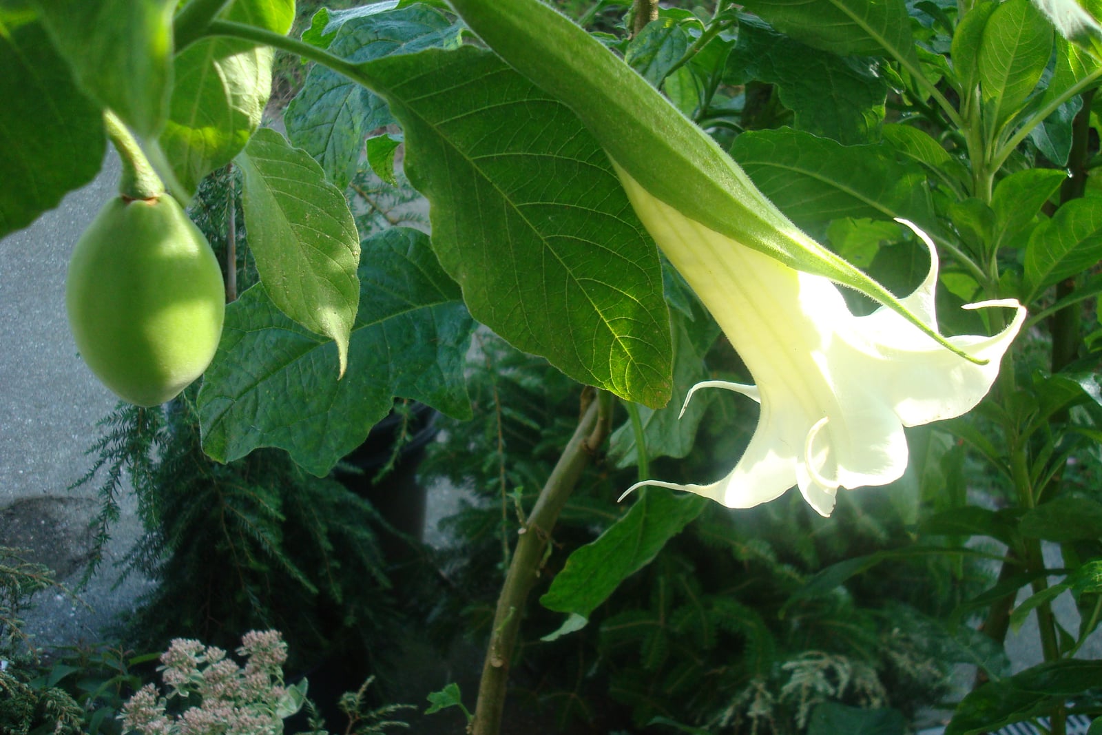 Tree thorn-apple (Brugmansia arborea) - a trumpet-shaped flower sheathed by the long green calyx typical of this species, shown beside a seed pod.