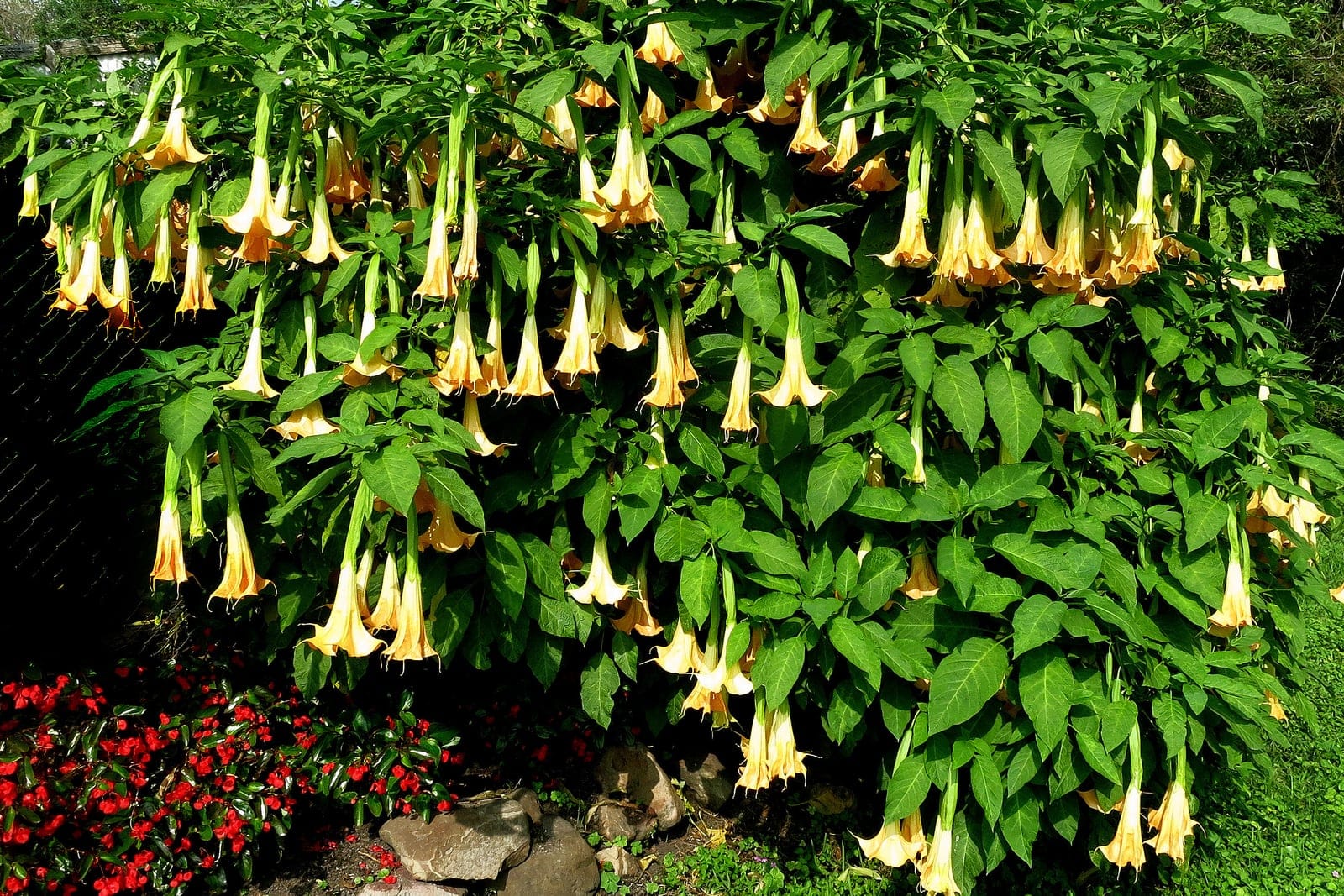 Angel's trumpet (Brugmansia suaveolens) - numerous large pendulous trumpet-shaped flowers (apricot-cream fading paler) hanging downward all over the canopy, large, soft, ovate mid-green leaves densely clothing the shrub, rounded, multi-stemmed woody shrub habit roughly as wide as tall, forming a dense flowering mound.