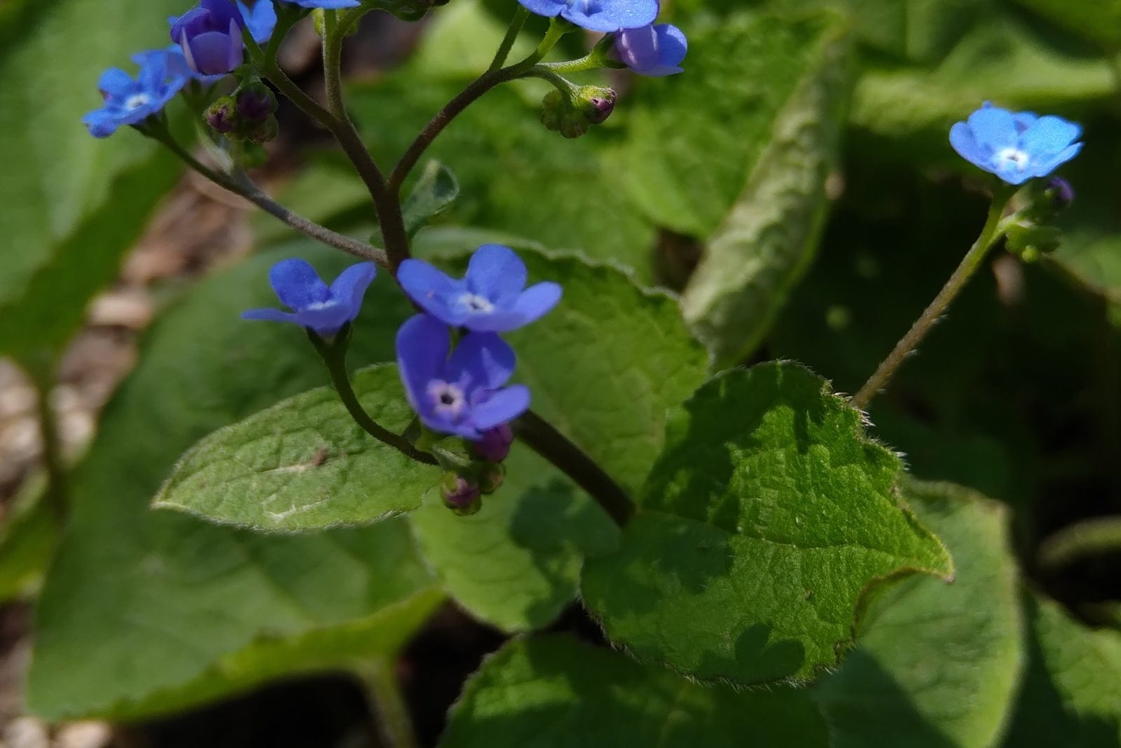 Buglosse de Sibérie (Brunnera macrophylla) montrant des bouquets de petites fleurs bleues de type myosotis portés au-dessus de grandes feuilles basales cordiformes vert foncé au printemps.