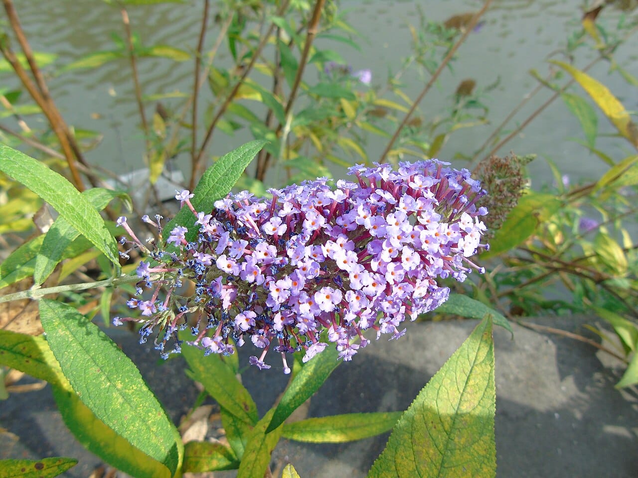 Butterfly bush (Buddleja davidii) - long conical flower panicle, small lilac orange-eyed florets, lance-shaped leaves, arching shrub habit.