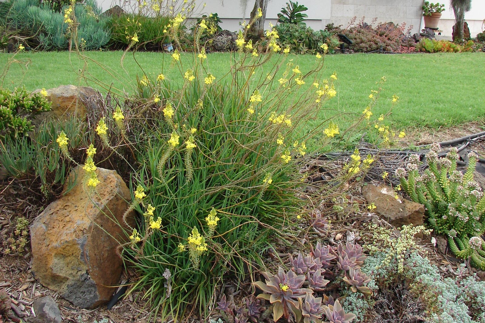 A spreading clump of Bulbine frutescens with grassy grey-green succulent leaves and tall slender spikes of star-shaped orange and yellow flowers tipped with fluffy stamens.