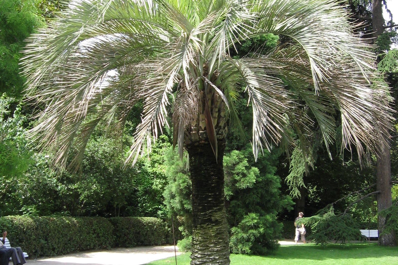 Jelly palm (Butia odorata) in the Royal Botanic Garden, Madrid: a single palm on a lawn, its stout, scarred trunk topped by old leaf bases and a broad crown of arching, strongly recurved silvery gray-green feather leaves.