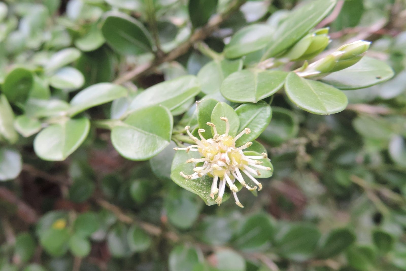 Buxus microphylla shrub showing dense compact habit and small oval glossy leaves, photographed at Dendrological Garden in Przelewice, Poland