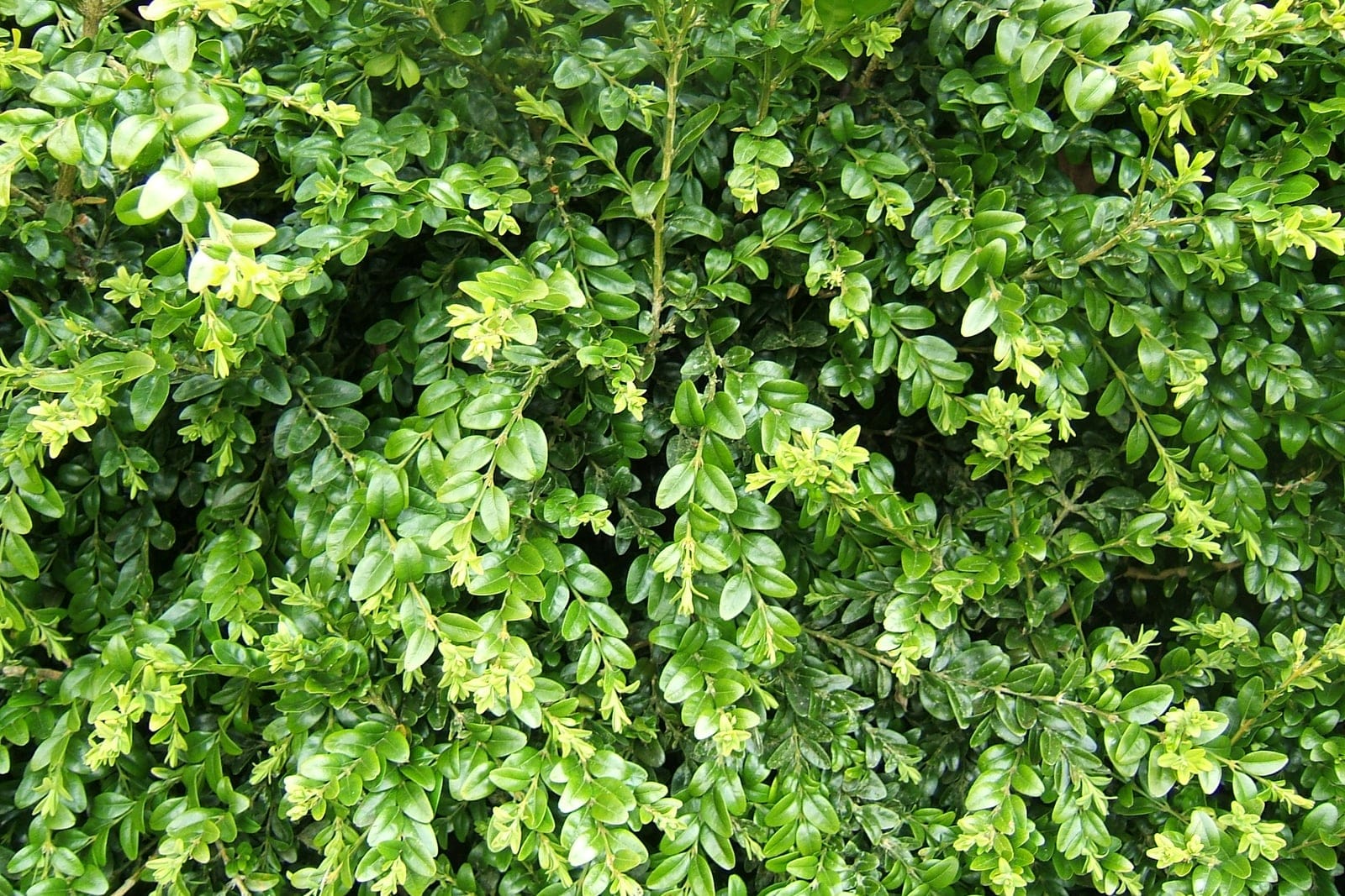 Common boxwood (Buxus sempervirens) foliage: dense, glossy dark-green oval opposite leaves with flushes of lighter yellow-green new growth.