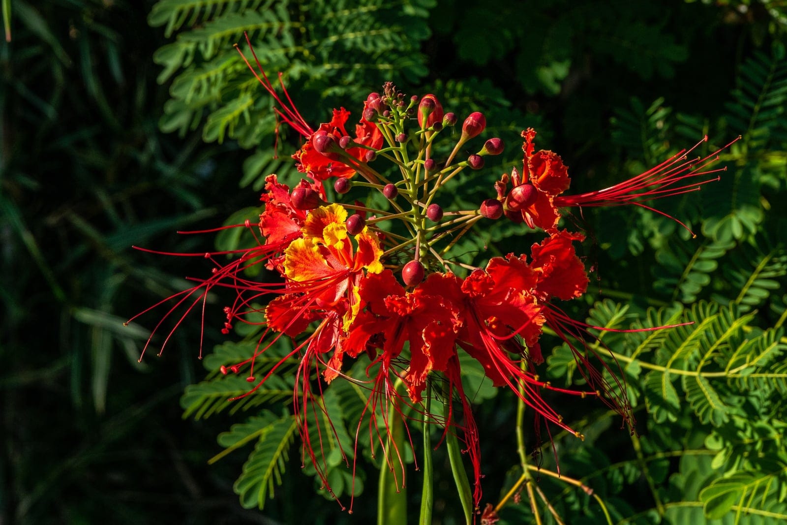 Orgullo de Barbados (Caesalpinia pulcherrima) - vistoso racimo de pétalos rojo anaranjados y ondulados con los márgenes de un amarillo intenso, estambres rojos muy largos y notablemente exertos que dan a la flor su aspecto de 'pavo real', follaje compuesto bipinnado de aspecto helechoso con folíolos pequeños y ovalados, además de vainas verdes y planas en formación.