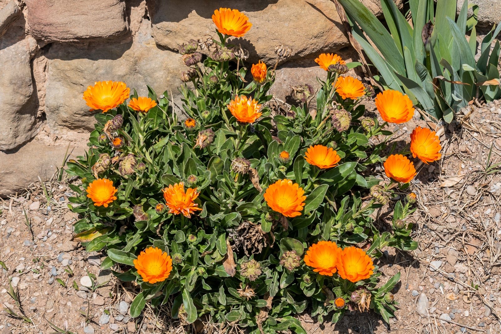 Calendula officinalis (pot marigold) growing as a full mounding clump in flower at the base of a stone wall, with many single orange flowerheads above light-green spatulate leaves.