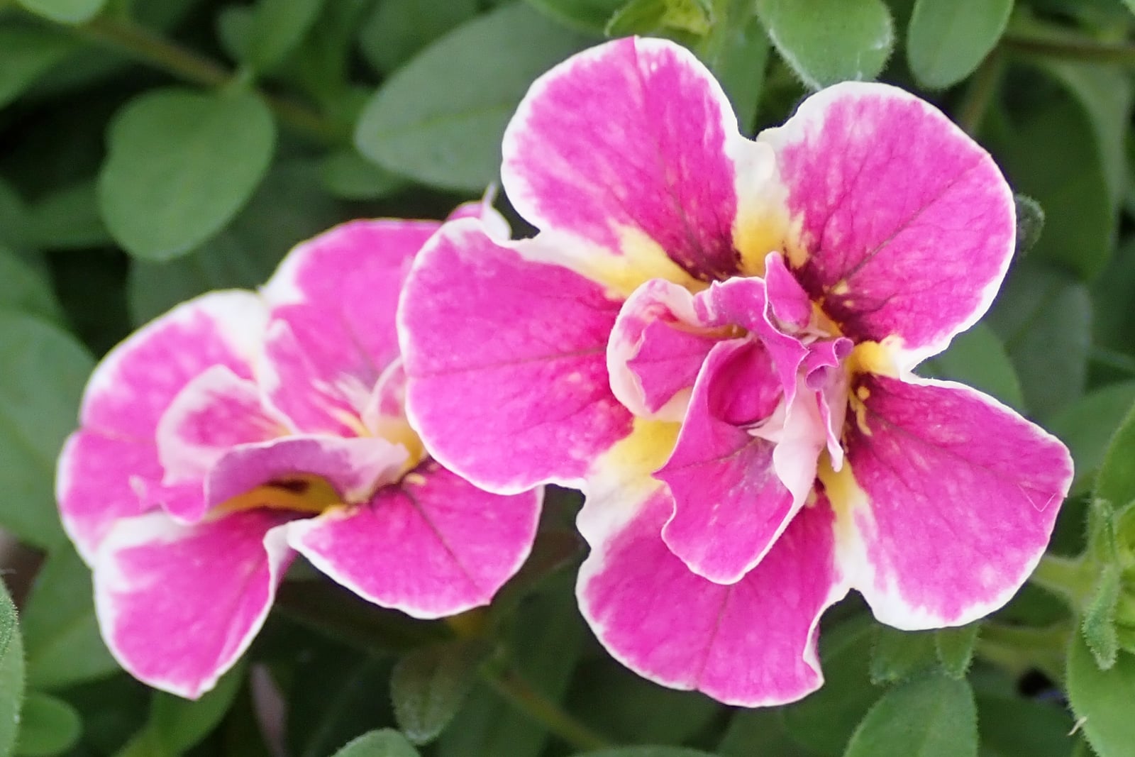 Vista de perto de duas flores dobradas de calibrachoa, com pétalas franzidas rosa-choque de borda branca e garganta amarela, entre folhas verdes pequenas, ovais e finamente pilosas