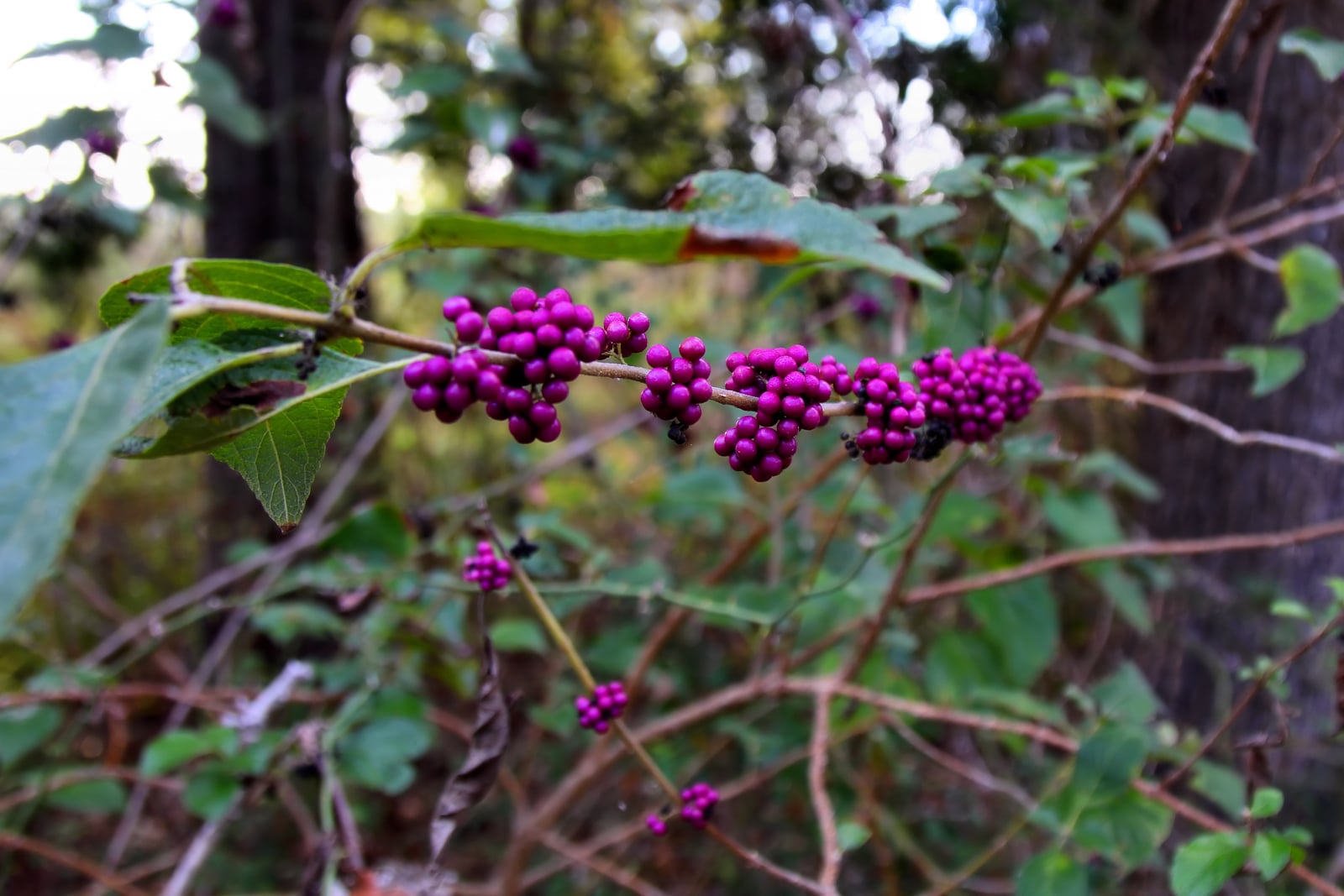 American beautyberry (Callicarpa americana) in fall, an arching stem clasped with tight whorls of glossy magenta-purple berries at the leaf axils.