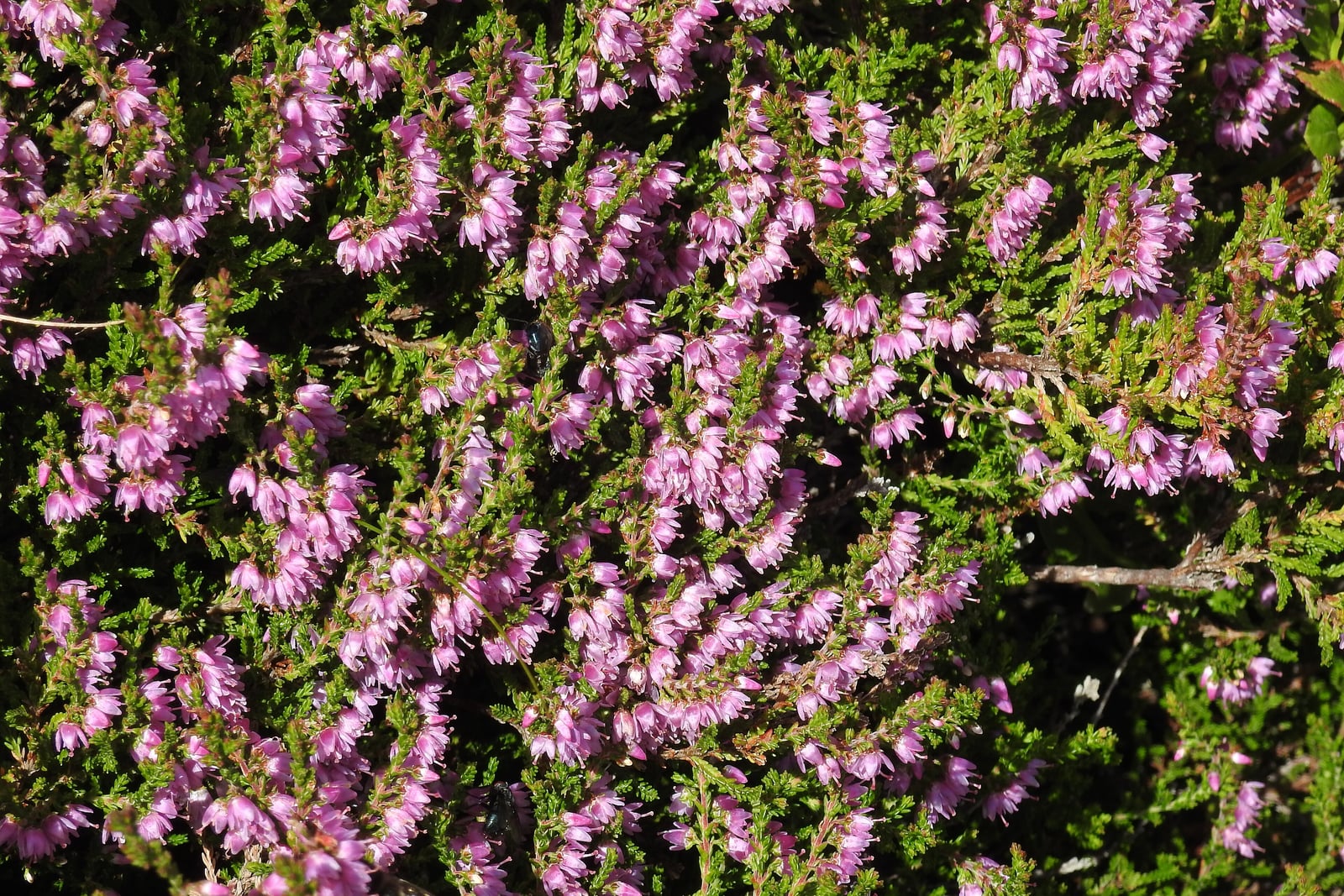 Heather (Calluna vulgaris) in full late-summer bloom, a dense low mat of wiry stems covered in spikes of tiny mauve-purple flowers.