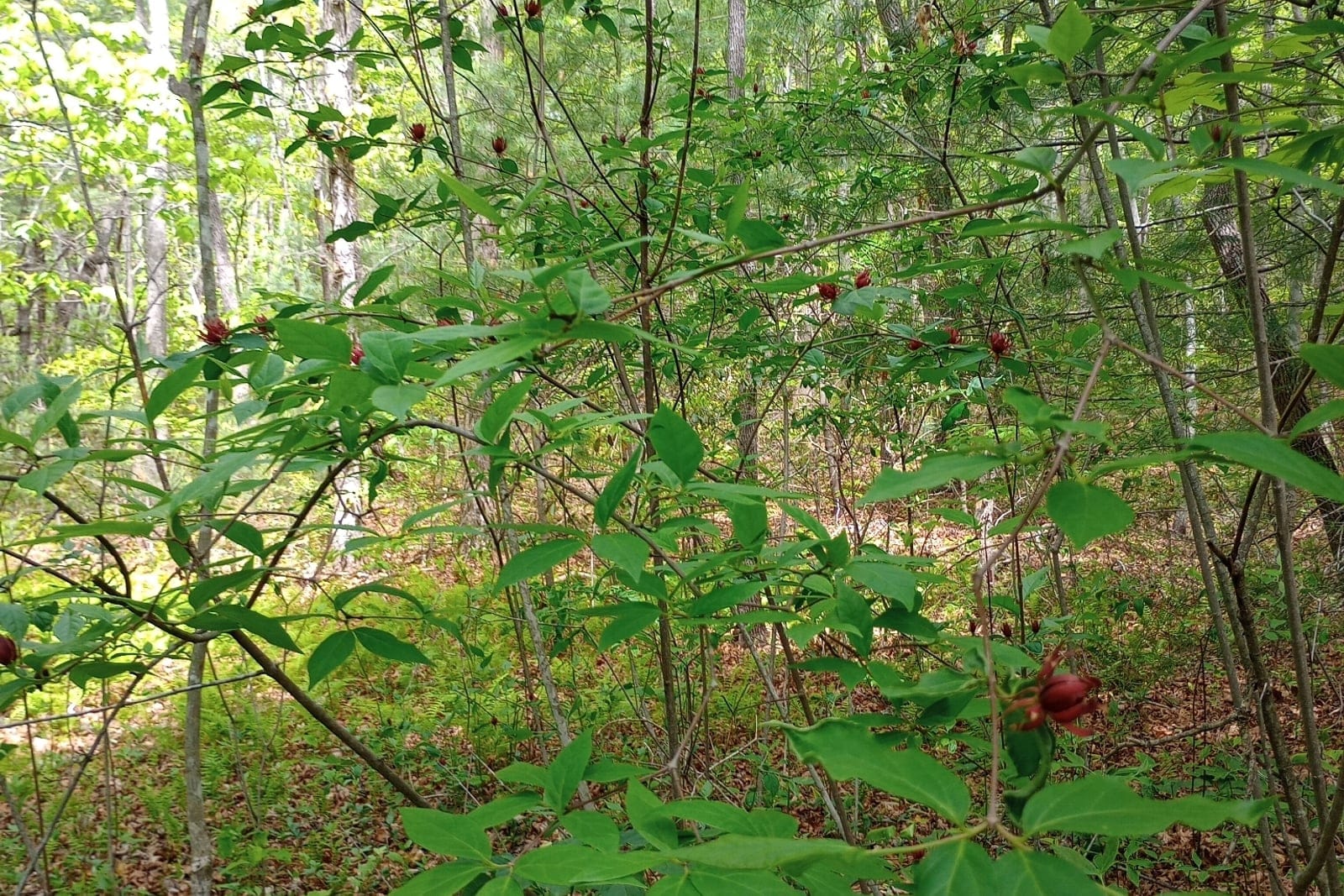 Carolina allspice (Calycanthus floridus) growing as an open, multi-stemmed deciduous shrub in its native Appalachian woodland, showing the upright-arching branching habit.