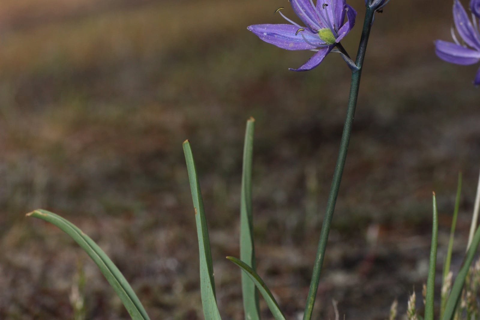 Common camas (Camassia quamash) flowering scape showing star-shaped blue-violet florets opening from the bottom up, with buds at the apex and basal linear leaves below.