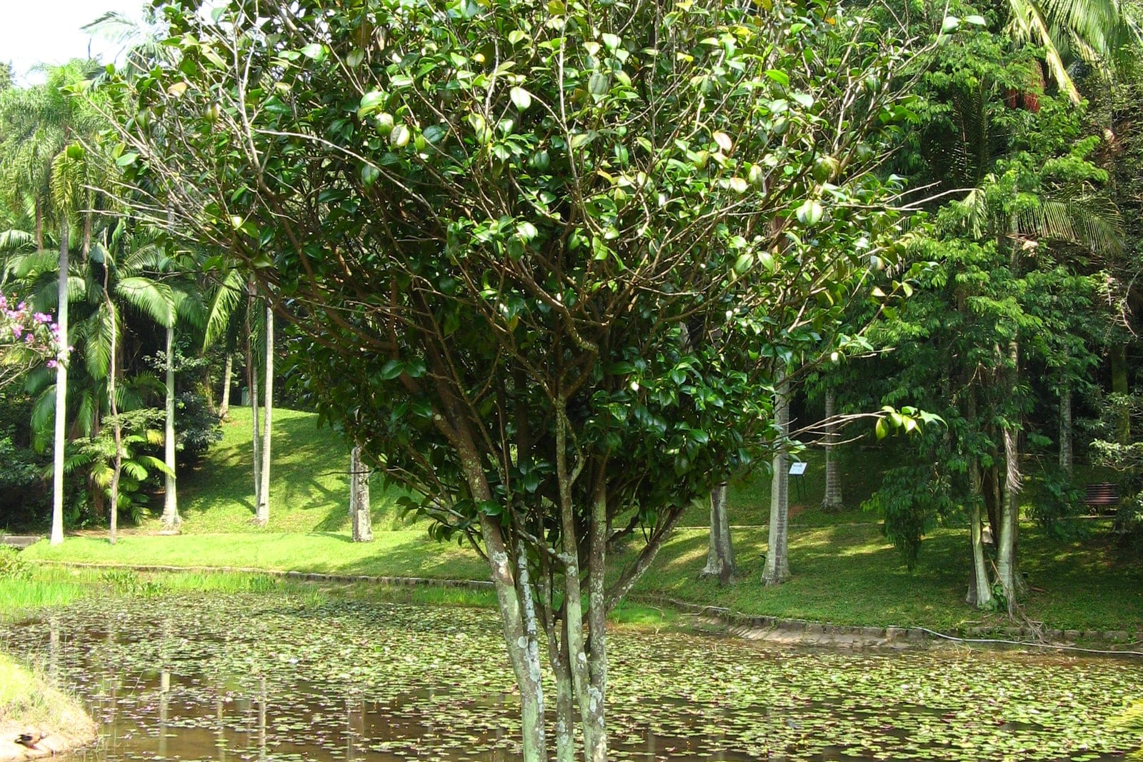 Camellia (Camellia japonica) grown as a small multi-stemmed specimen tree in a botanical garden, showing the dense rounded evergreen crown and smooth grey trunks of a mature shrub-tree.