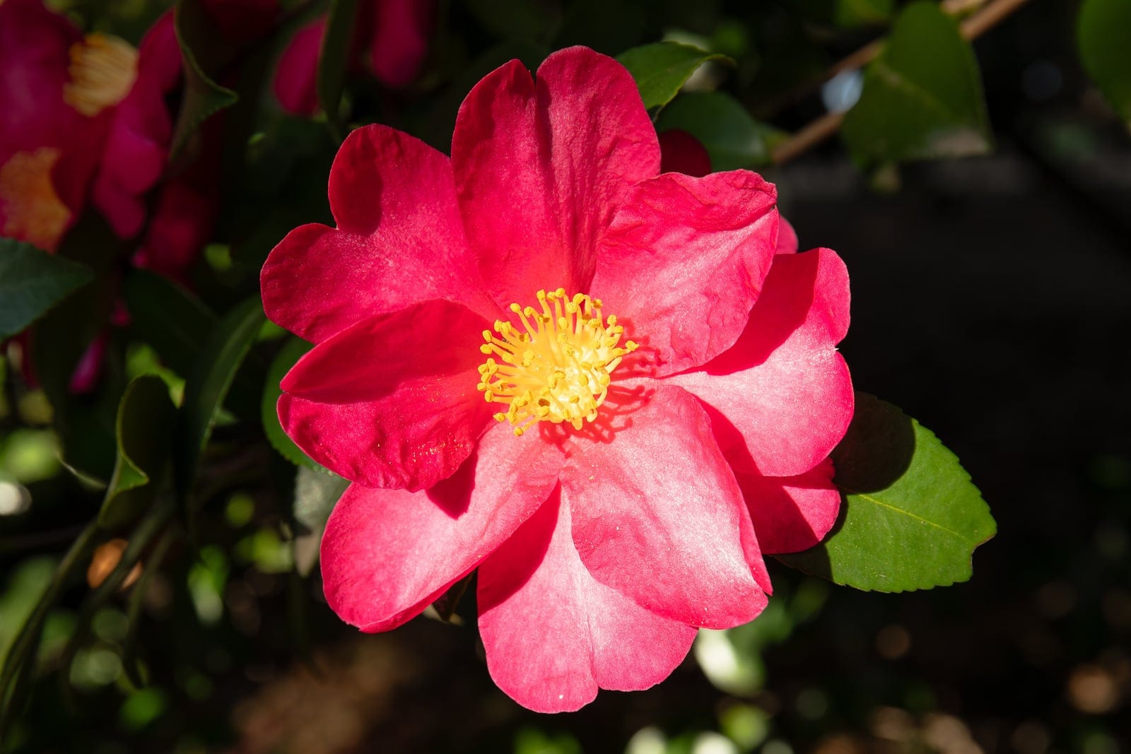Pink Camellia sasanqua flowers with glossy dark leaves at Nagai Botanical Garden, January 2026