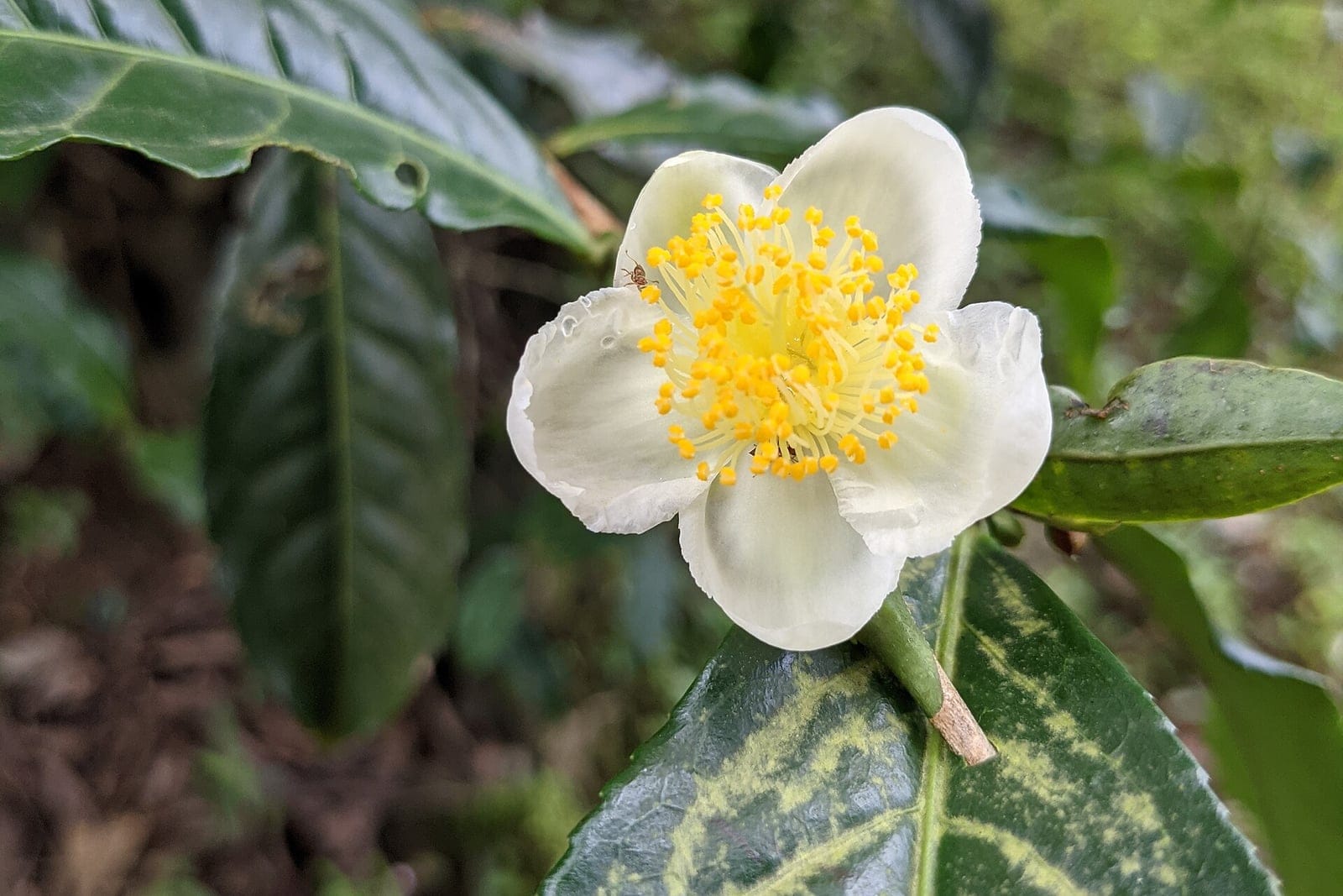 Camellia sinensis branch showing glossy dark-green leaves alongside open white flowers with prominent yellow stamens, photographed in Wayanad, Kerala