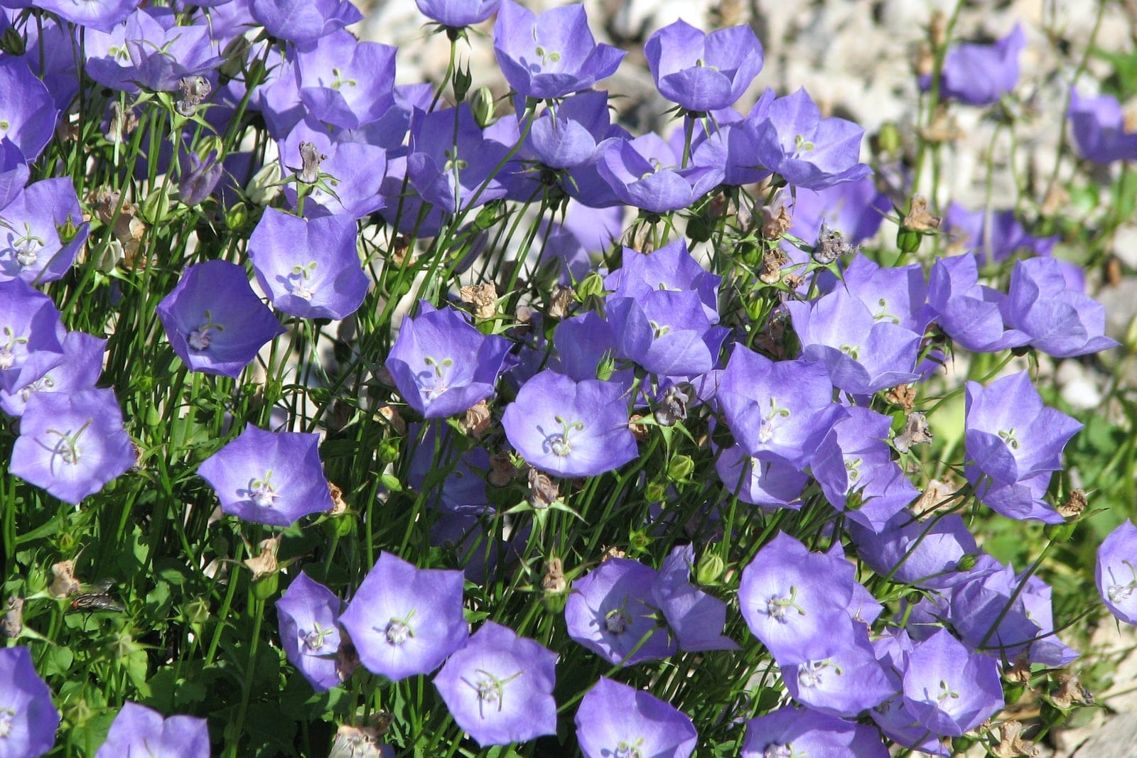 Campanula carpatica in full summer bloom showing compact mounding habit with upward-facing violet-blue bell flowers at Moscow Botanical Garden