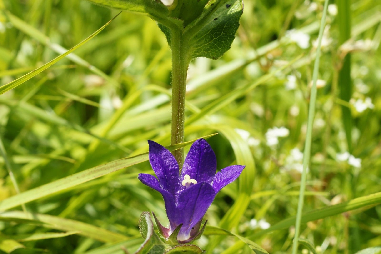 Clustered bellflower (Campanula glomerata) as a whole plant in bloom, showing the upright stems topped with dense rounded heads of upward-facing deep violet-blue bell-shaped flowers above rough oval leaves.