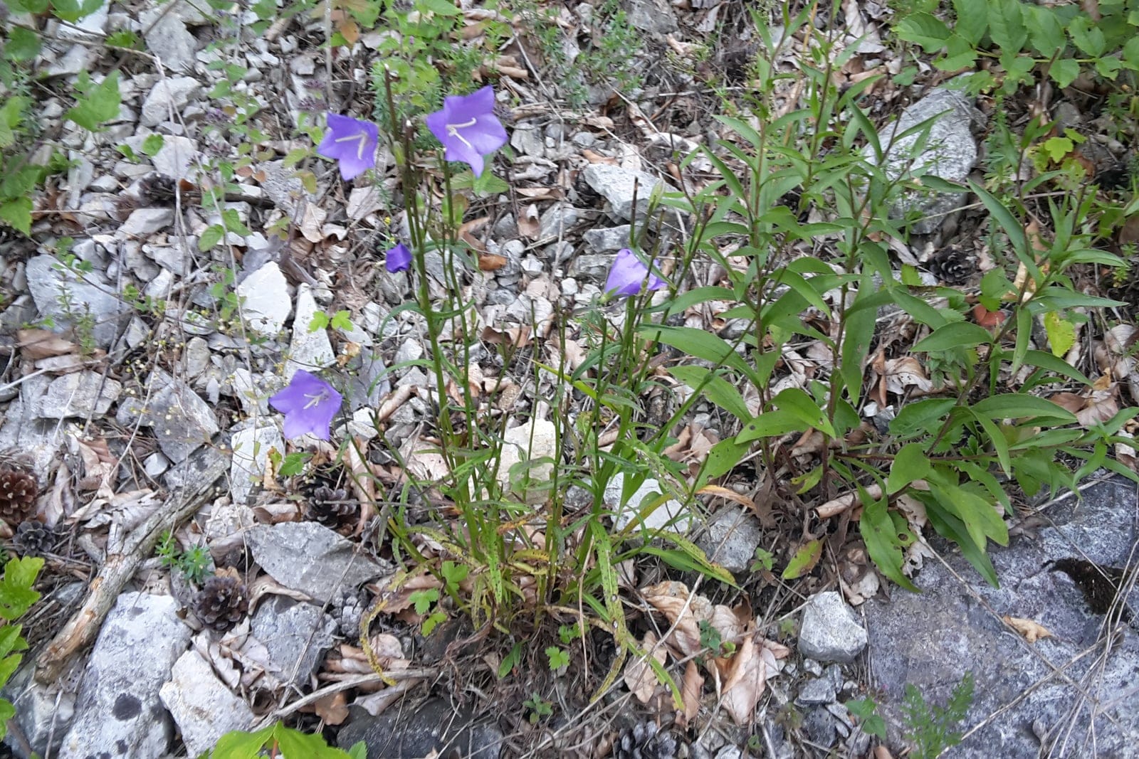 Peach-leaved bellflower (Campanula persicifolia) as a whole wild plant in habitat, showing the clump-forming habit of tall, slender, sparsely-leaved upright stems topped with outward-facing blue bell flowers.