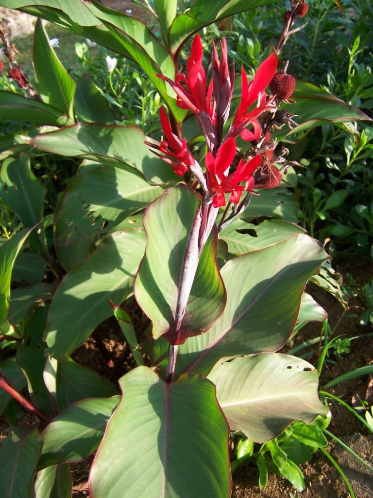 Indian shot (Canna indica) - red flowers on an upright spike, large paddle-shaped leaves, reddish leaf margins.