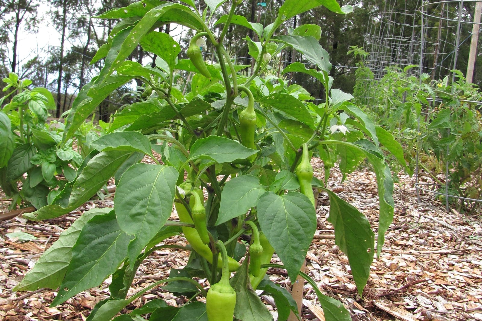 Pimiento de huerta (Capsicum annuum) creciendo como una única planta entutorada en un bancal de hortalizas acolchado, que muestra el porte herbáceo erecto y compacto con hojas anchas y ovadas y frutos verdes en desarrollo.