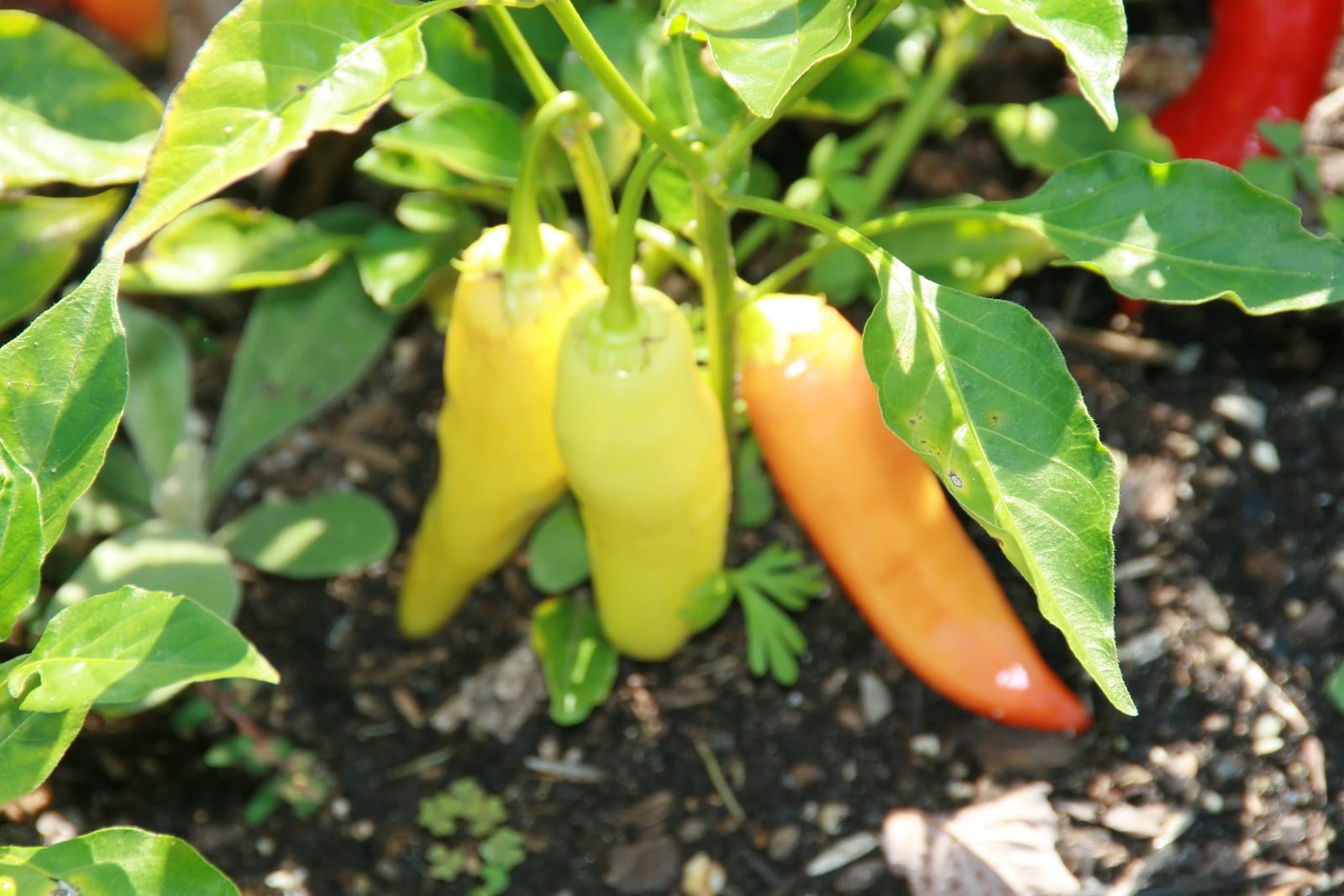Aji pepper (Capsicum baccatum) - two pale yellow and one orange elongated peppers hanging among bright green leaves, with a red pepper at the edge of the frame, at the United States National Arboretum in Washington, DC.