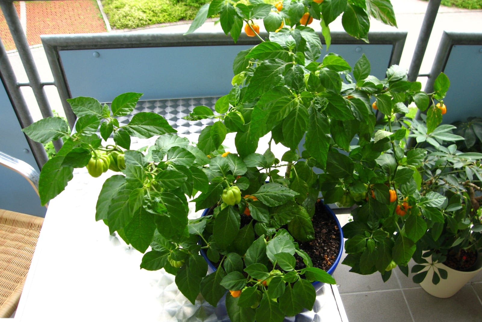 Habanero pepper (Capsicum chinense) grown as a whole bushy potted plant, showing the upright habit with green foliage and ripening orange lantern-shaped fruits throughout the canopy.
