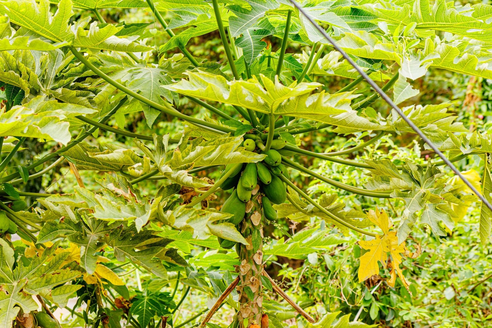 Papaya (Carica papaya) - large, deeply palmately-lobed leaves clustered at the top of the stem, single unbranched, soft fibrous trunk (palm-like habit), cluster of green oval fruits borne directly on the upper trunk below the leaf crown.