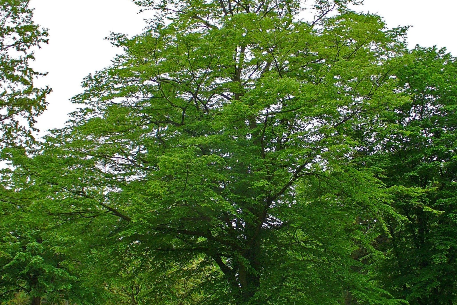 European hornbeam (Carpinus betulus) as a mature freestanding park specimen in full green-season leaf, showing the dense, rounded-to-oval crown over a short fluted trunk.