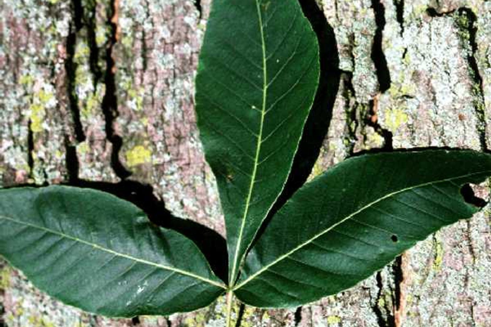 Hicoria glabra (Carya glabra) - hoja pinnaticompuesta (por lo general cinco folíolos), corteza de hicoria gris y surcada, folíolos verde oscuro y lustrosos.
