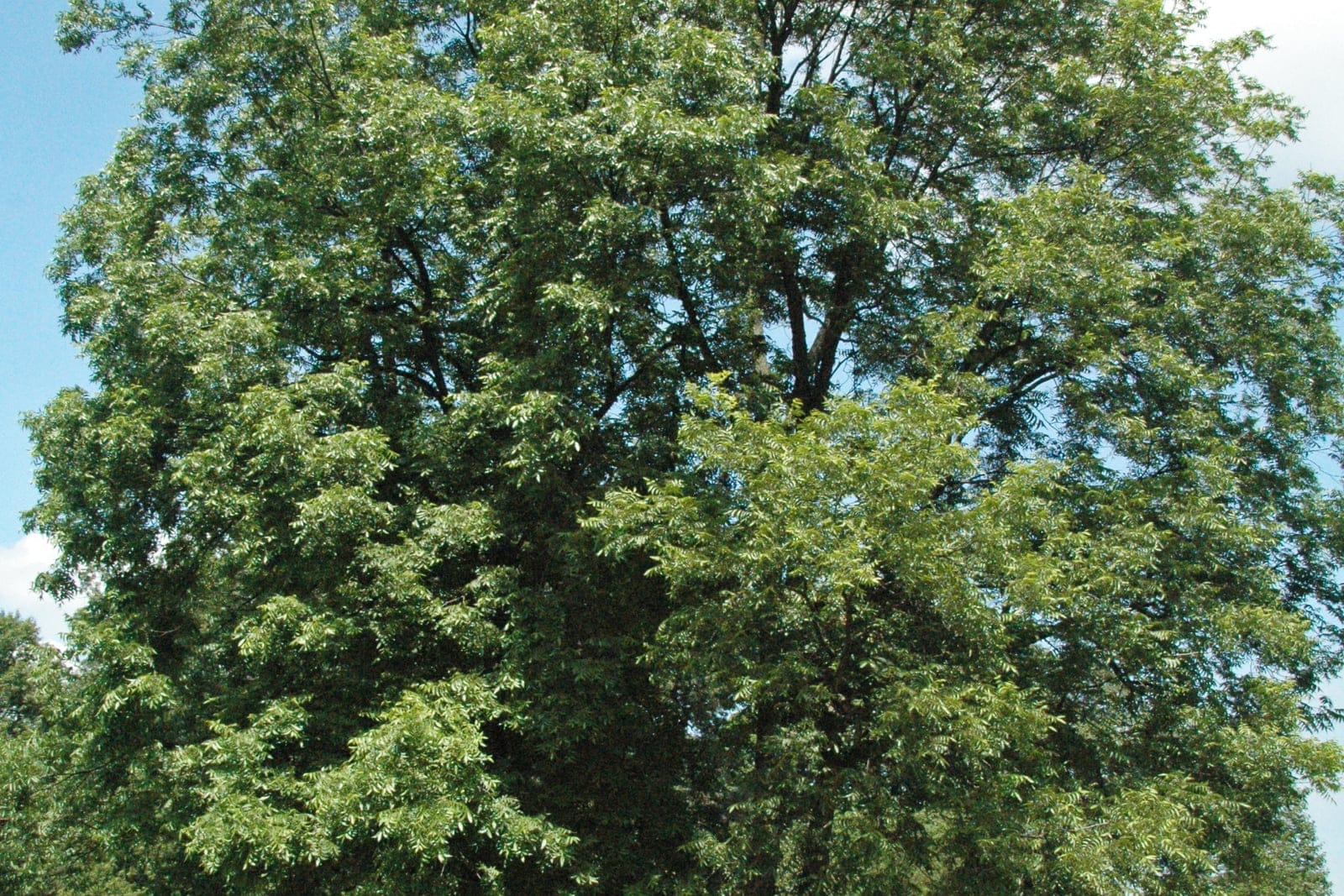 Pecan (Carya illinoinensis) as a mature parkland tree in full green-season leaf, showing the broad rounded crown and single straight trunk.