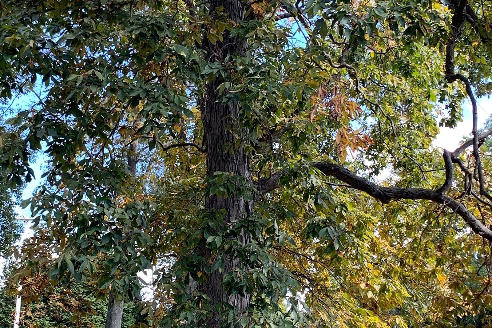 Shagbark hickory (Carya ovata) as a mature tree in open lawn, showing the upright single trunk and irregular, rounded crown.