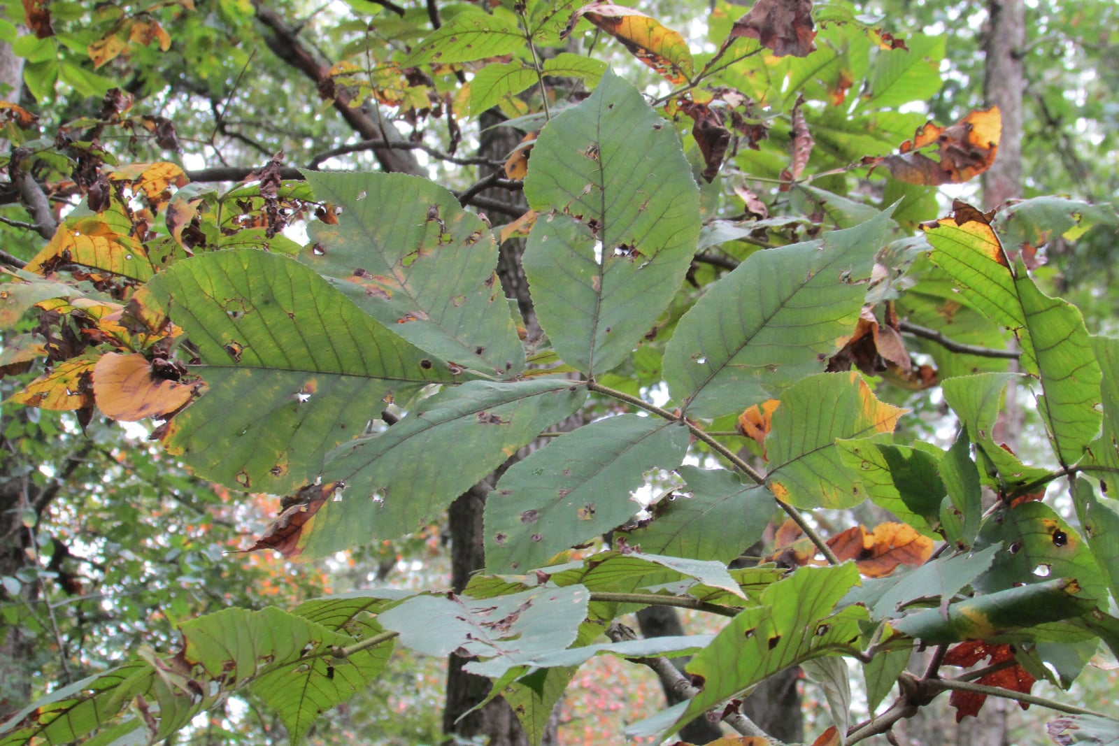 Rameau de caryer tomenteux (Carya tomentosa) au début de l'automne, avec de grandes feuilles composées aux folioles larges et finement dentées, dont quelques-unes jaunissent et orangent sur les bords, devant des troncs sombres de sous-bois.