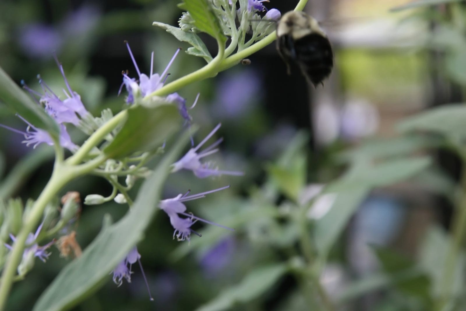 Bluebeard (Caryopteris × clandonensis 'Dark Knight') - dense clusters of deep violet-blue tubular flowers on upright stems with gray-green aromatic foliage.