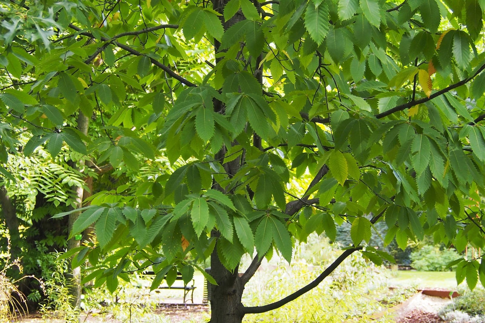 American chestnut (Castanea dentata) as a young single-trunked tree in full green-season leaf, showing the upright habit and long, coarsely toothed leaves.