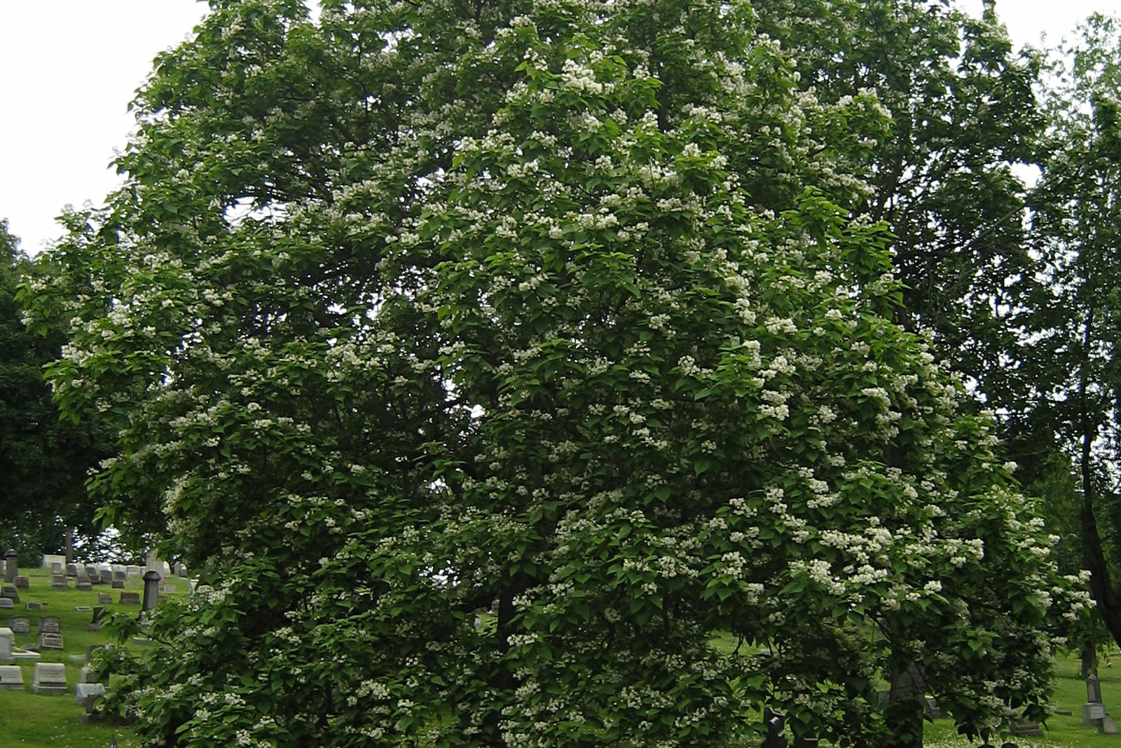 Una catalpa del norte grande y redondeada en plena floración en un cementerio, con su copa densa de hojas verdes y anchas salpicada por todas partes de racimos de flores blancas, y lápidas sobre una ladera de césped al fondo.