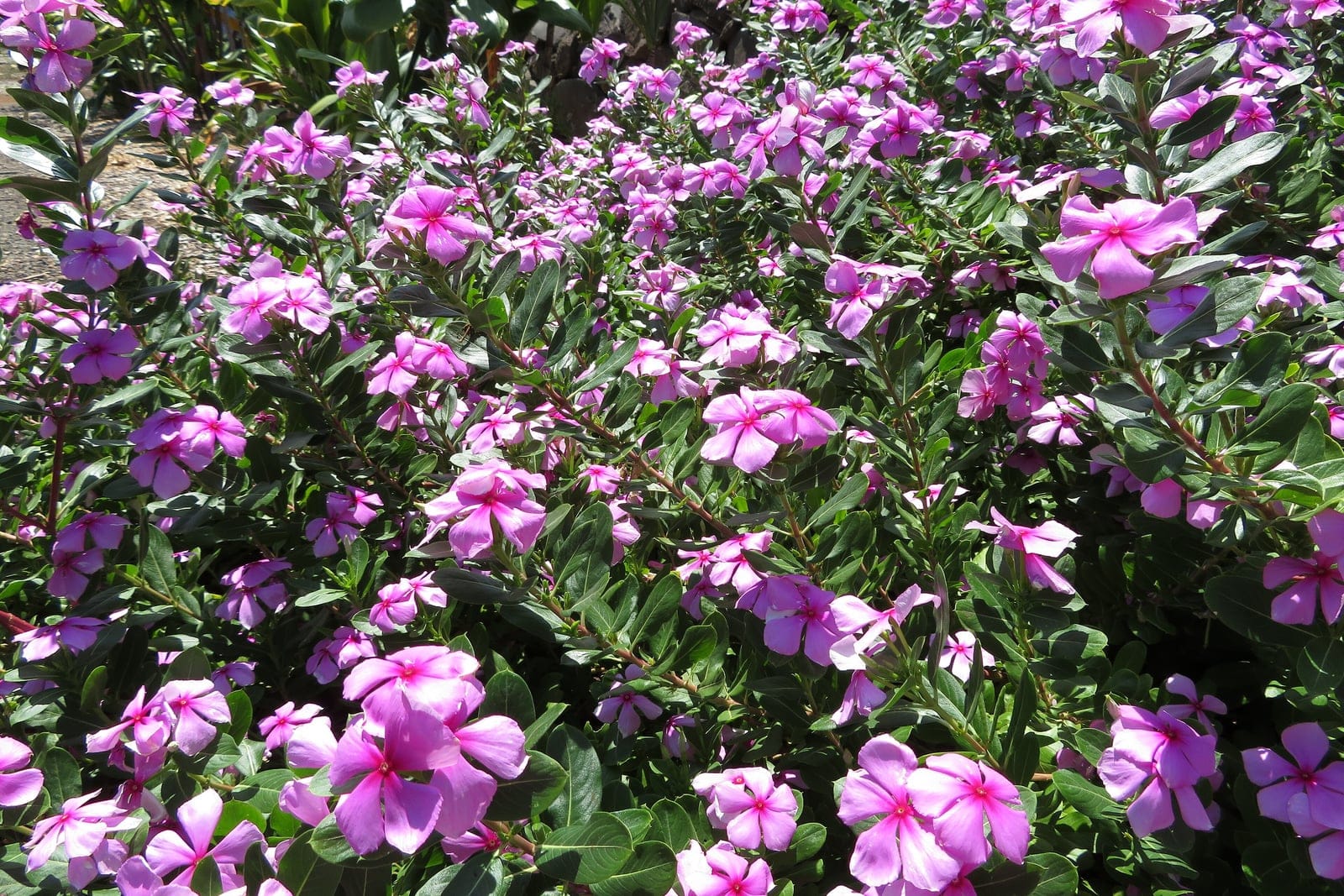 Annual vinca (Catharanthus roseus) as a dense, low mounding bedding mass smothered in flat five-lobed pink flowers above glossy dark-green leaves.