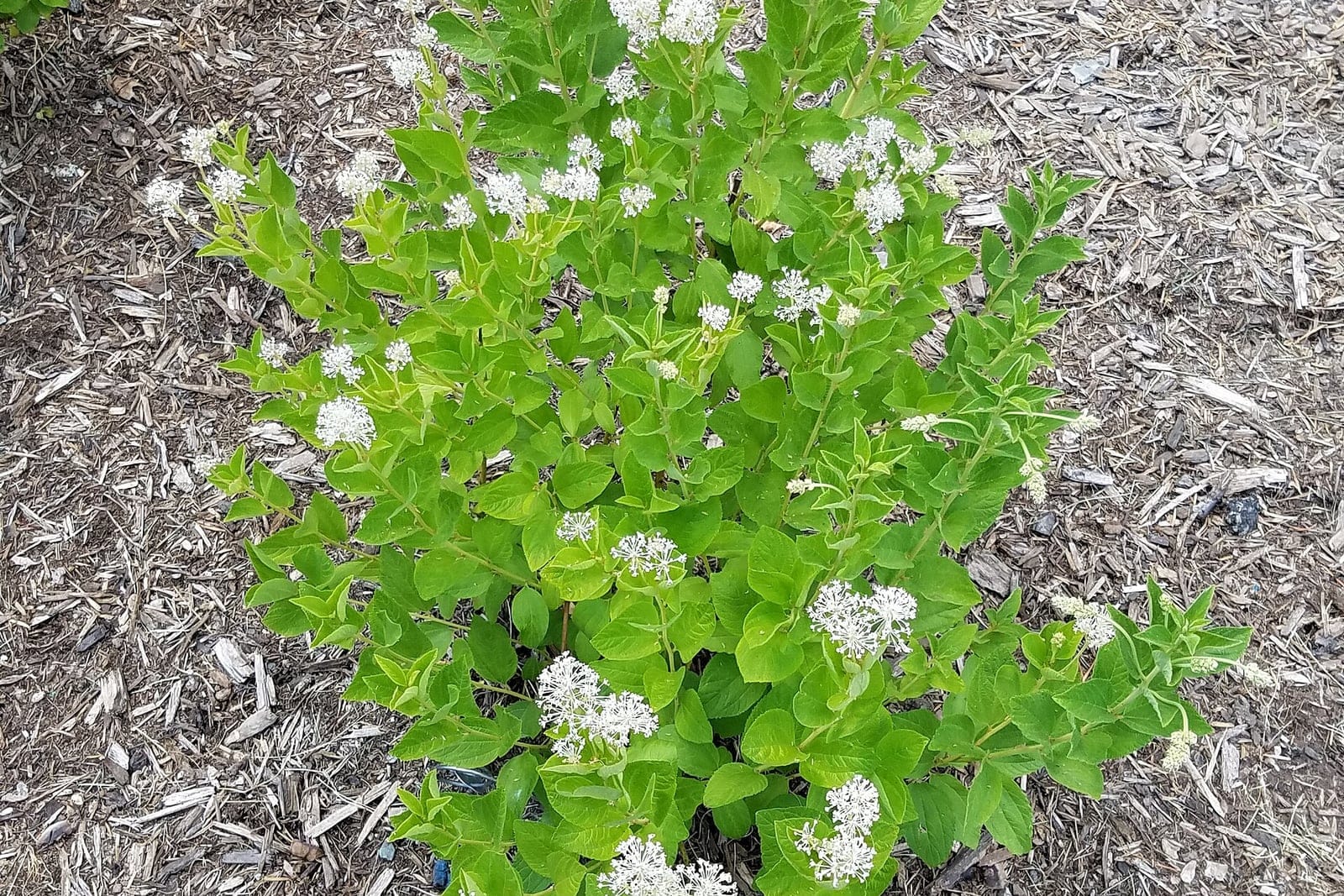 Té de Nueva Jersey (Ceanothus americanus), arbusto bajo y redondeado en plena floración, que muestra su porte en montículo con panículas de flores blancas espumosas sobre un follaje verde ovado.