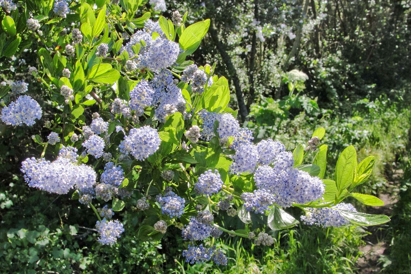 Blueblossom (Ceanothus thyrsiflorus) shrub covered in dense pale-blue thyrse flower clusters above glossy three-veined dark-green leaves.
