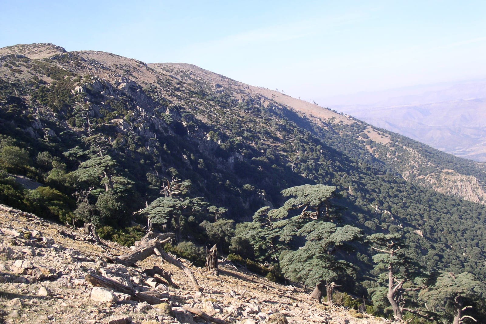 Atlas cedars (Cedrus atlantica) in native montane habitat on a rocky slope at Tichoukte in the Moroccan Middle Atlas, showing the characteristic flat-topped, tiered crowns of mature trees