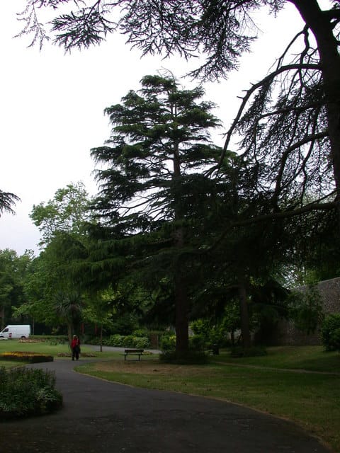 Deodar cedar (Cedrus deodara) - conical evergreen habit, drooping leader and branch tips, pendulous blue-green foliage, large specimen conifer.