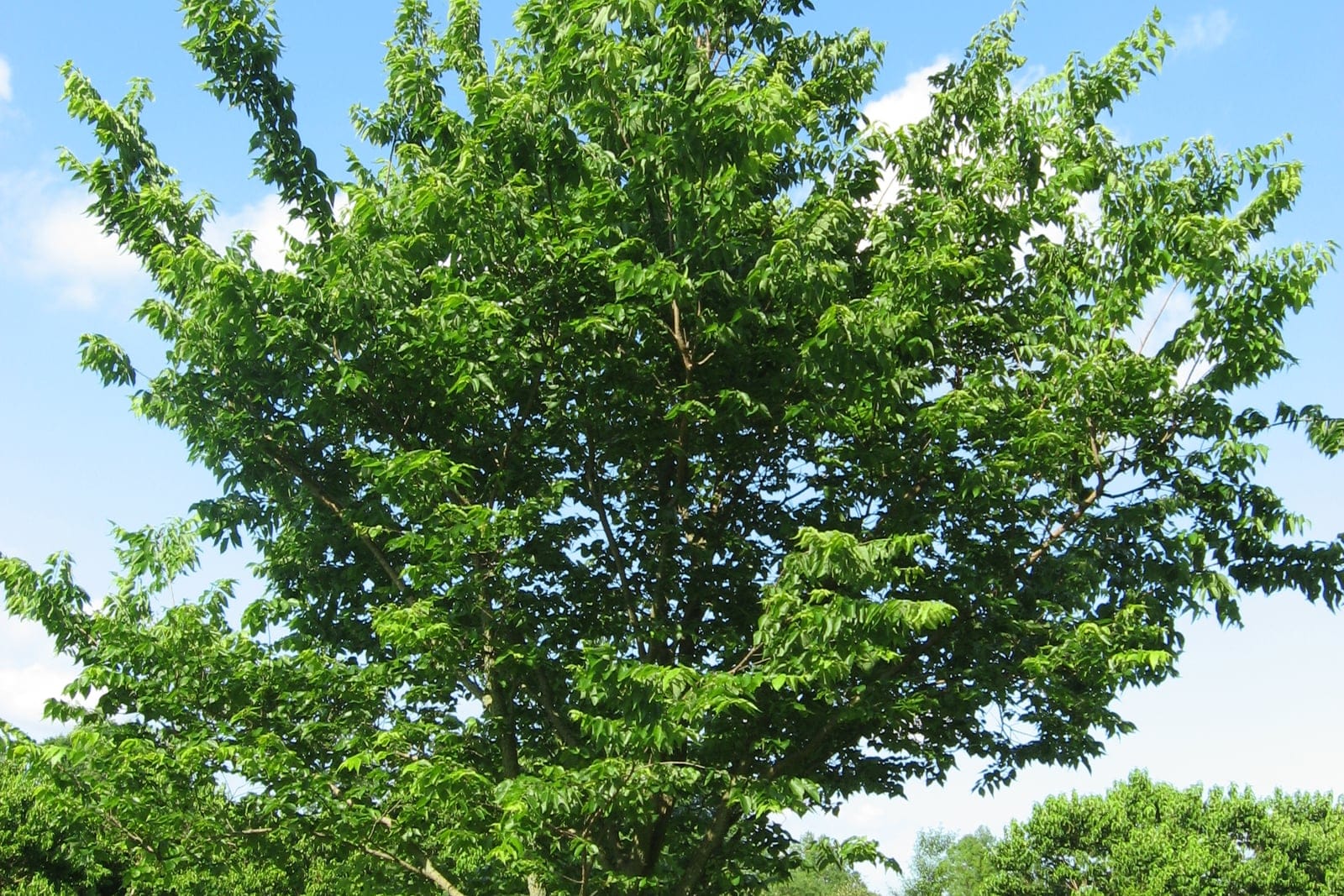 Common hackberry (Celtis occidentalis) as a young open-grown tree in parkland, showing its single straight trunk and rounded vase-shaped crown of green summer foliage.