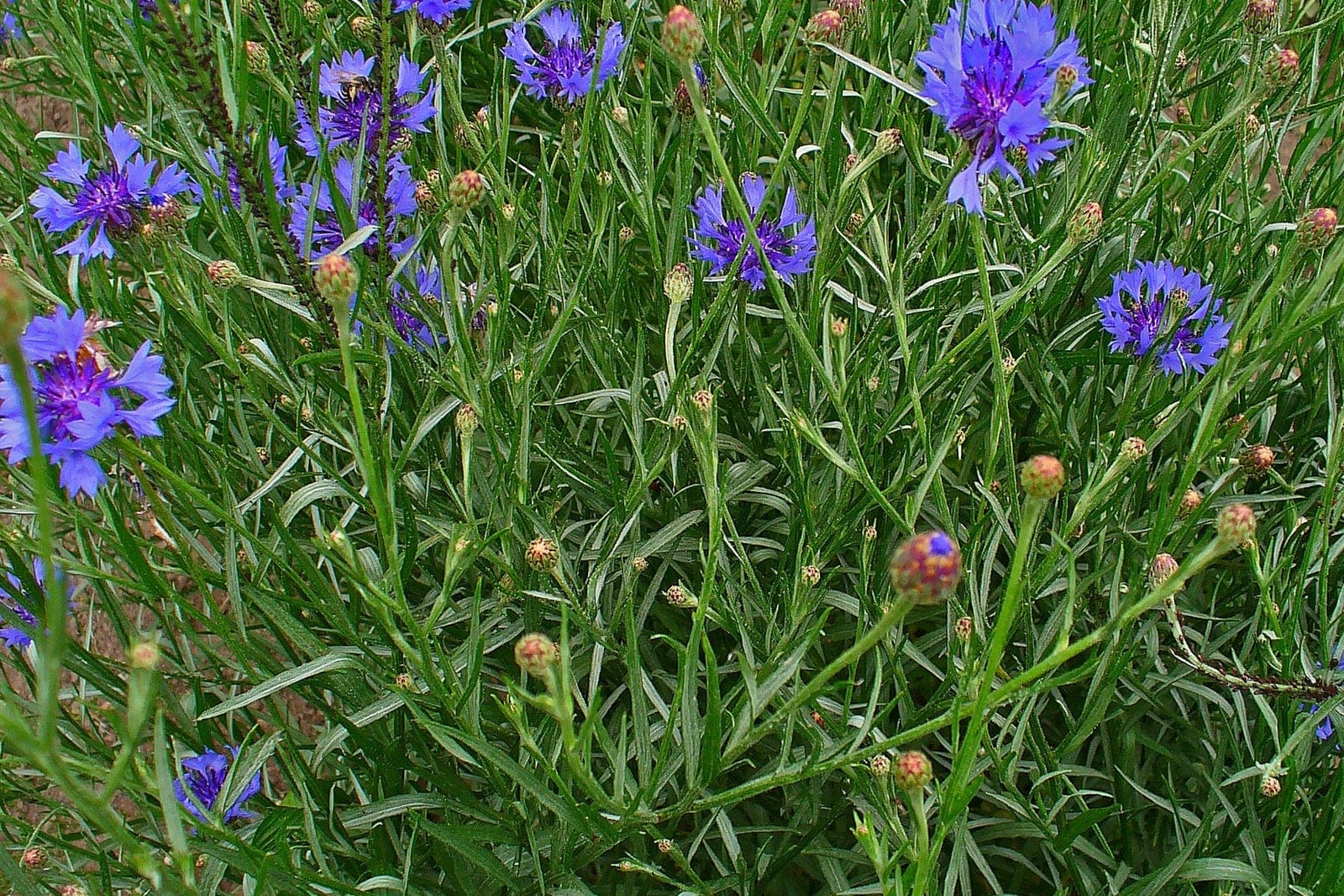 Cornflower (Centaurea cyanus) as a flowering stand, showing the whole-plant habit of wiry branching grey-green stems, slender linear leaves, and azure-blue flowerheads above scaly dark-fringed buds.