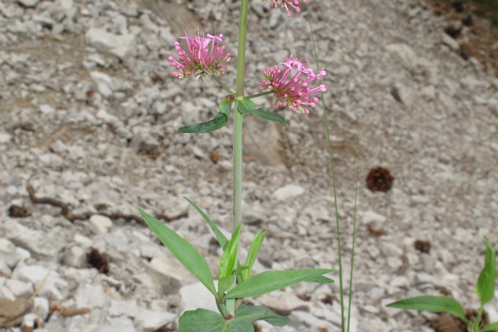 Dense cluster of crimson-red Centranthus ruber flowers in close-up